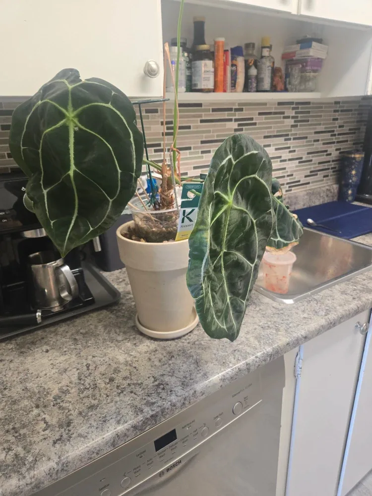 Anthurium Forgetii Plant image indicator(2)