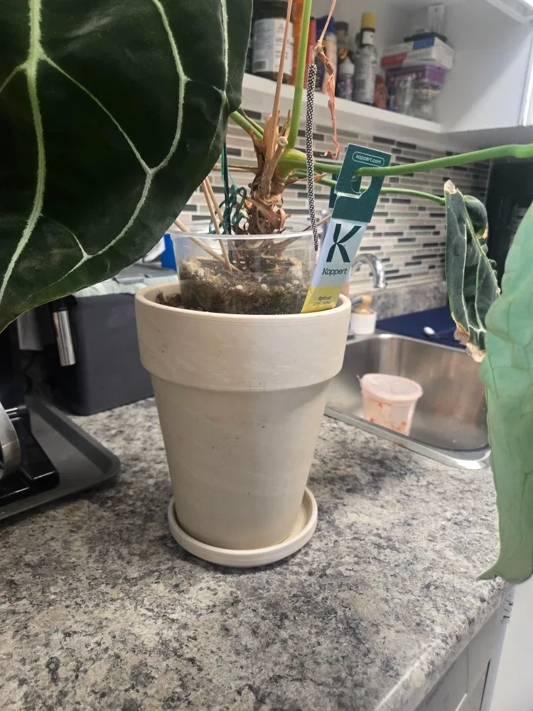 Anthurium Forgetii Plant image indicator(3)