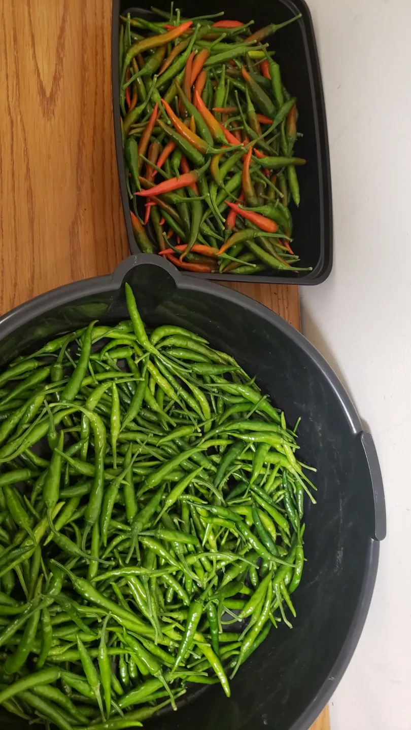 Fresh Green & Red Chili Peppers image indicator(2)