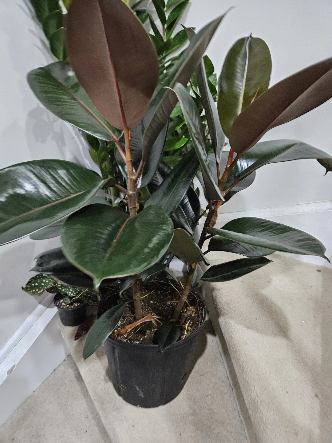 Rubber plant in 10"pot - photo 2