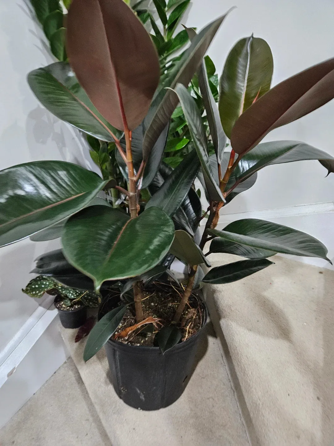 Rubber plant in 10"pot image indicator(2)