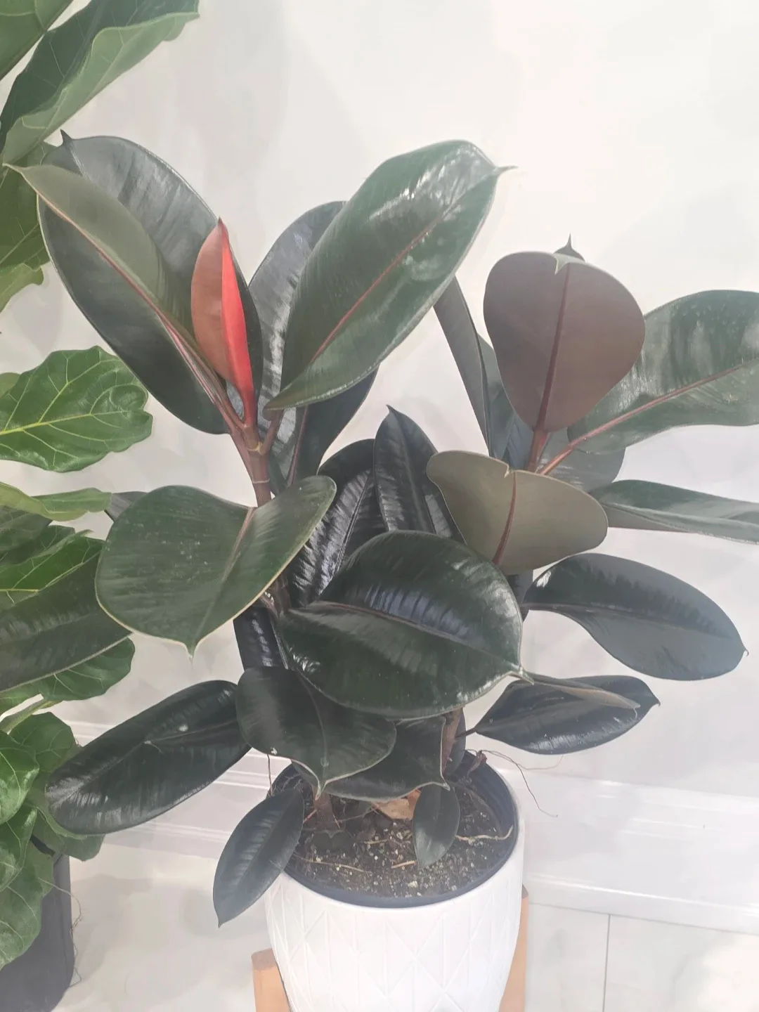 Rubber burgundy 10"pot. Multiple plant thumbnail