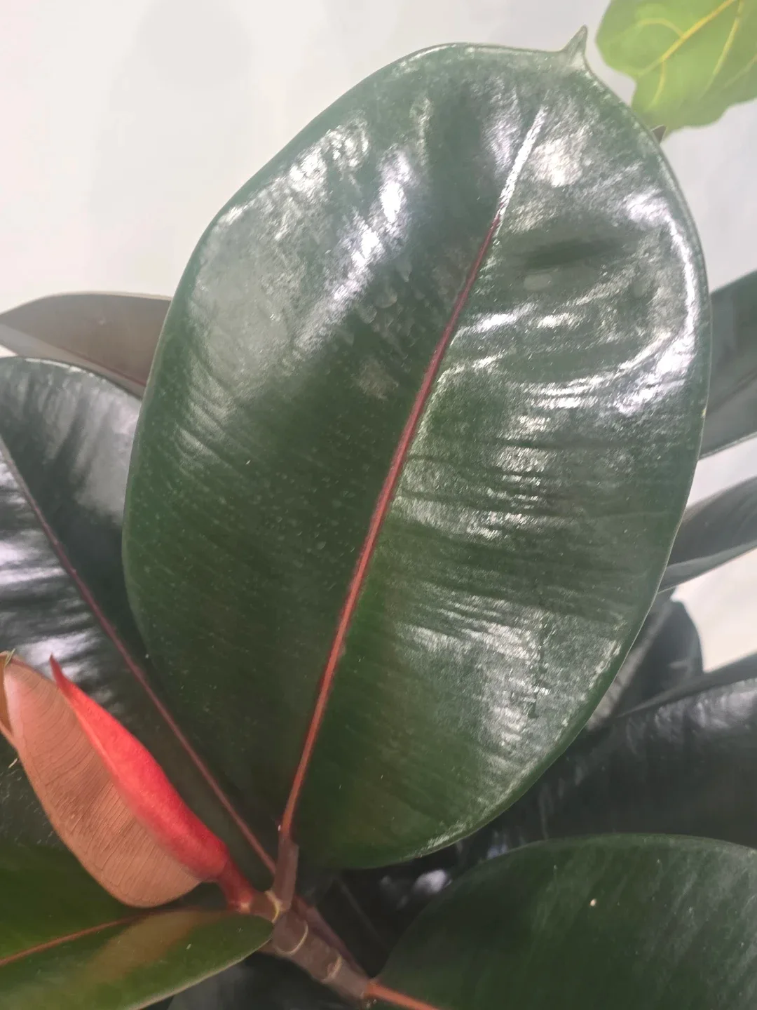 Rubber burgundy 10"pot. Multiple plant image indicator(3)