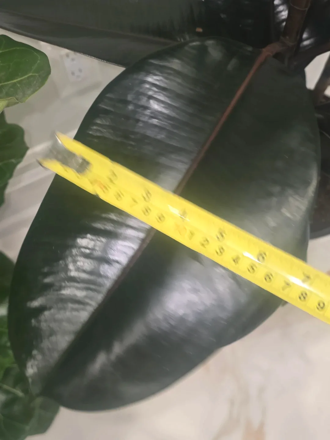 Rubber burgundy 10"pot. Multiple plant image indicator(4)