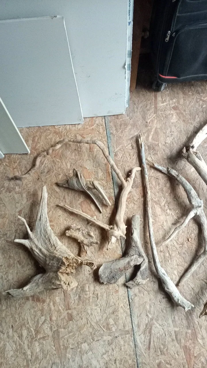 Various Terrarium beached wood