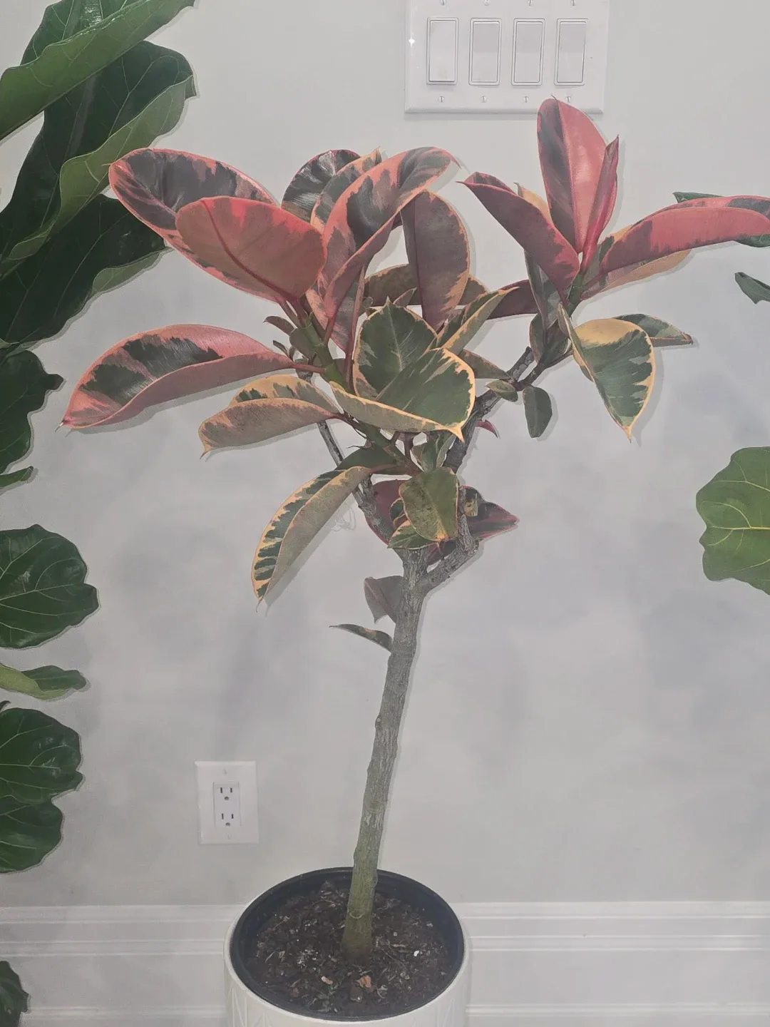 Ficus Elastica Ruby Plant standard tree image indicator(4)