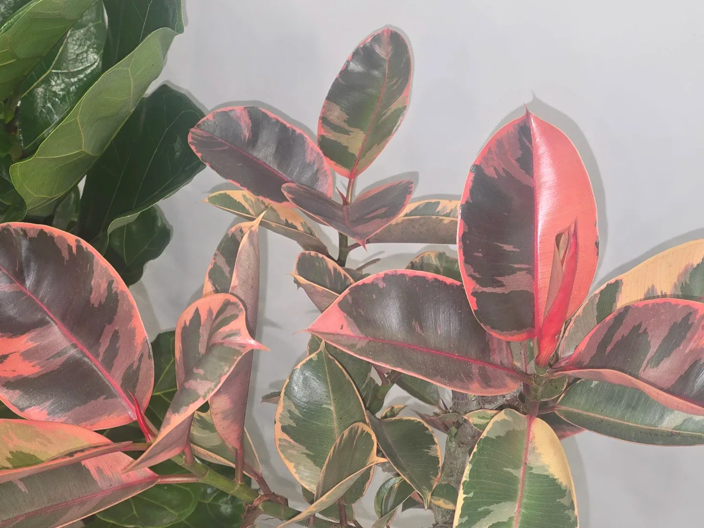 Ficus Elastica Ruby Plant standard tree image indicator(5)