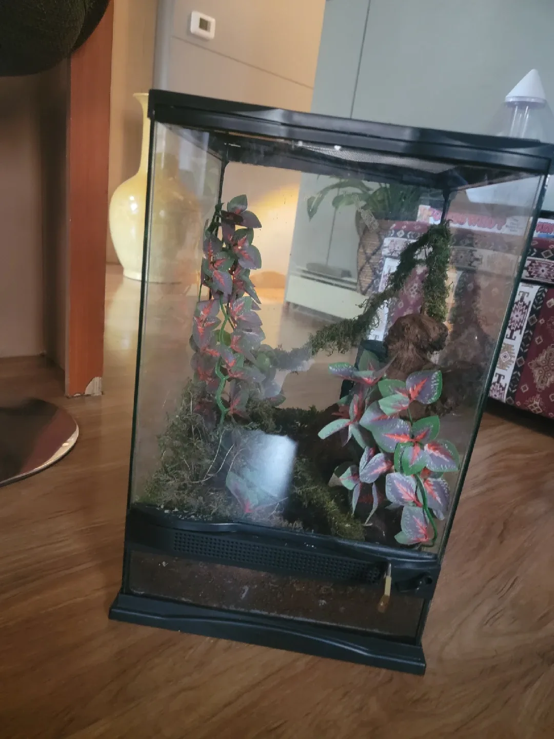 Terrarium with decor image indicator(9)