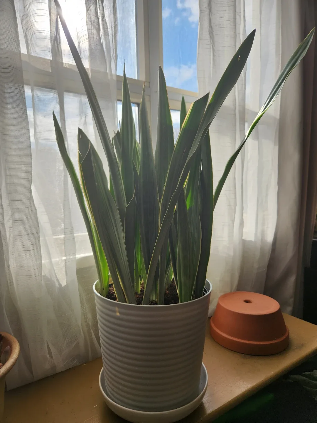 Variety of House Plants image indicator(7)