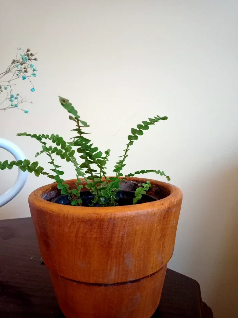 Lemon Button Fern image indicator(2)