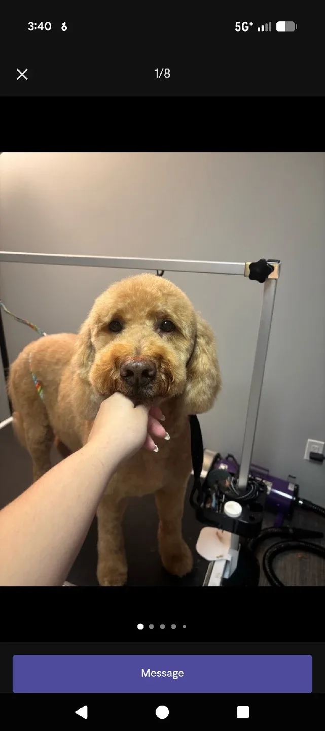 dog grooming 🦴🐶 image indicator(9)