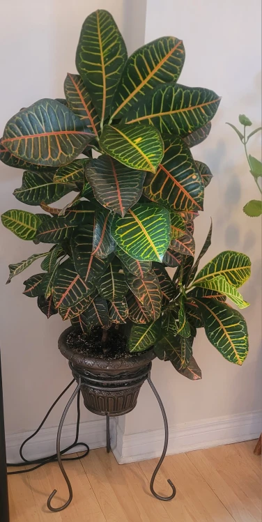Croton Plant with Stand - photo 2