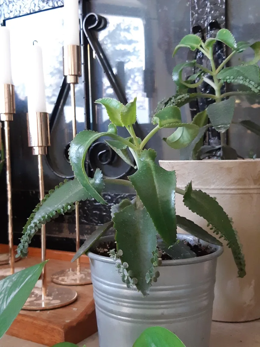 Mother of thousands plant and planter