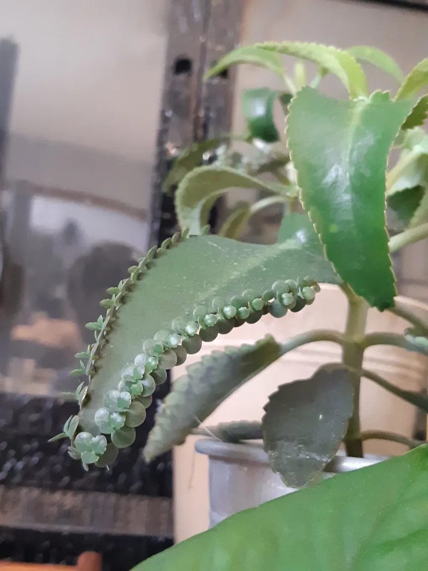 Mother of thousands plant and planter image indicator(3)