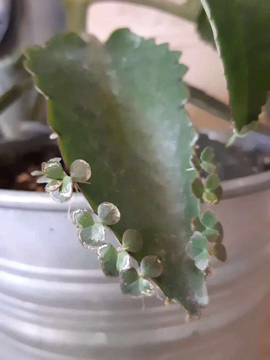 Mother of thousands plant and planter image indicator(4)