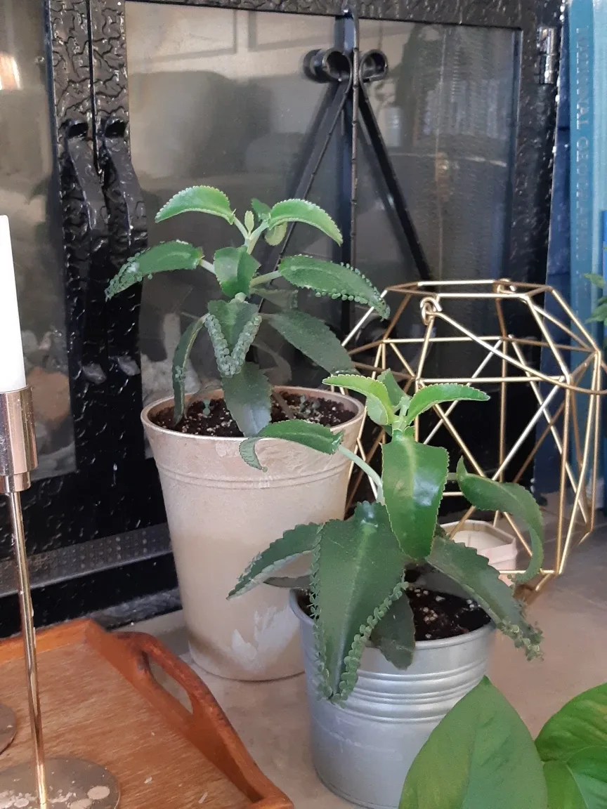 Mother of thousands plant and planter image indicator(5)