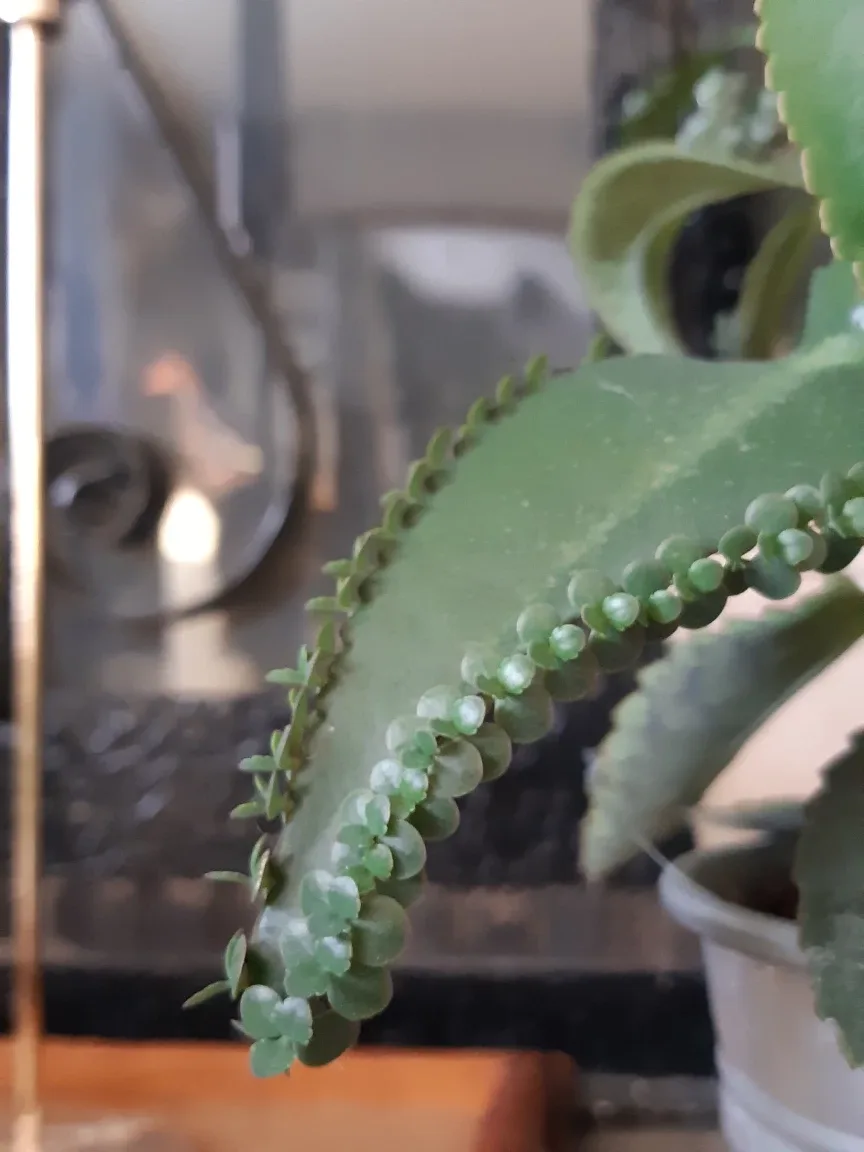 Mother of thousands plant and planter image indicator(6)