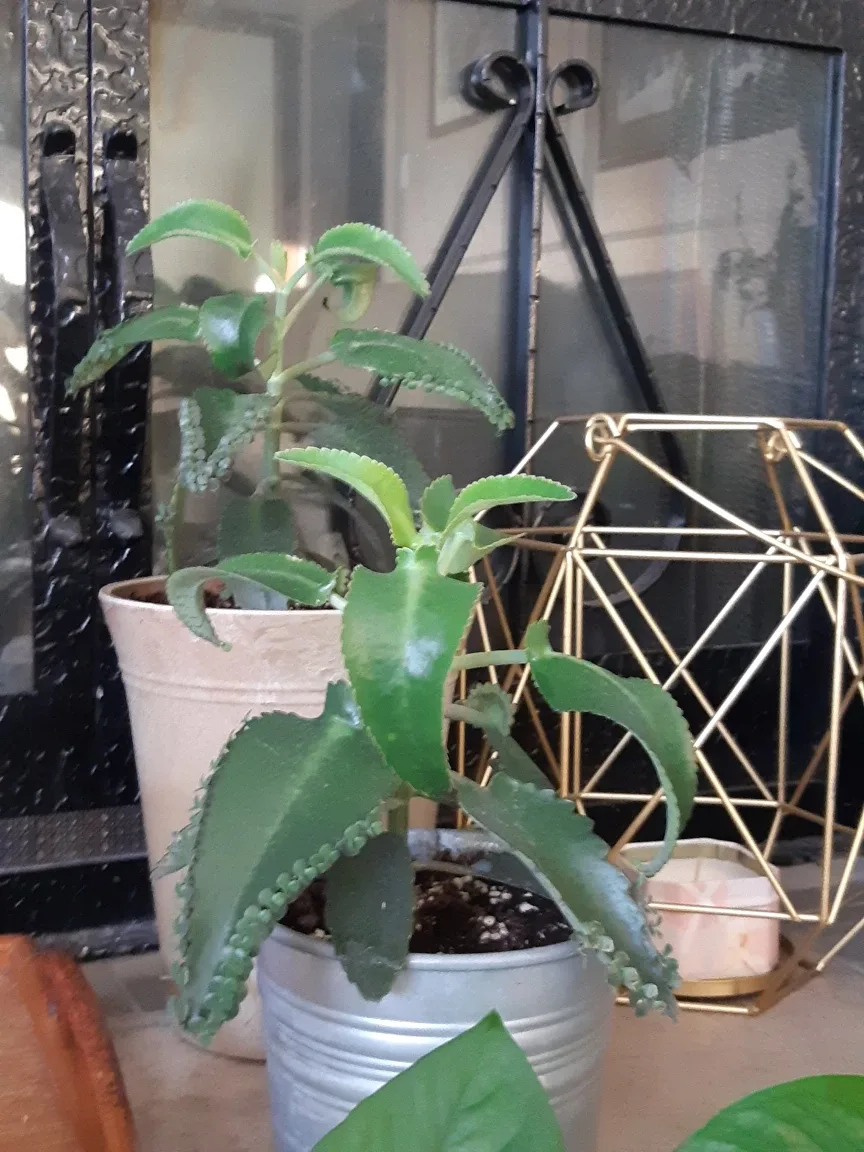 Mother of thousands plant and planter image indicator(7)