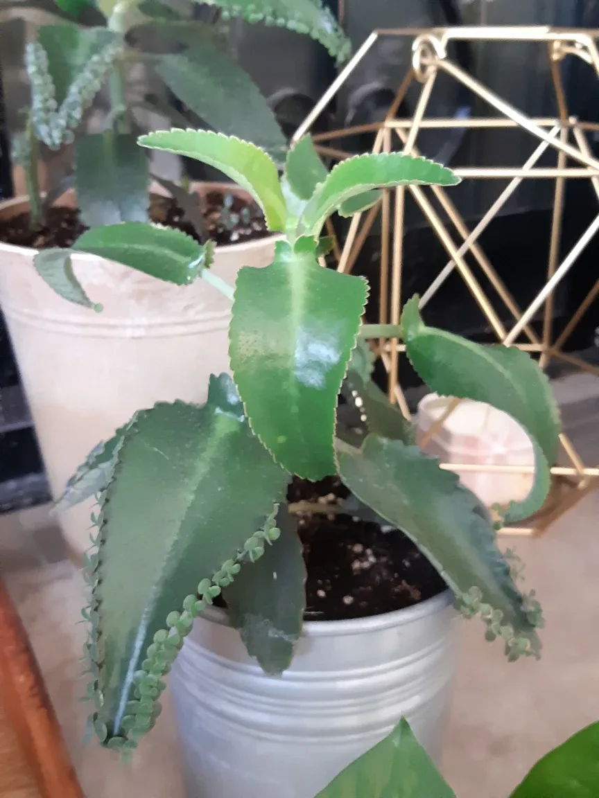Mother of thousands plant and planter image indicator(8)