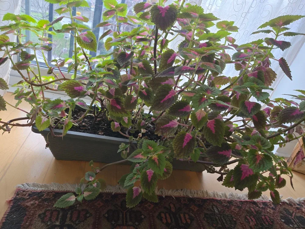 Coleus Plant needs to be rehomed!