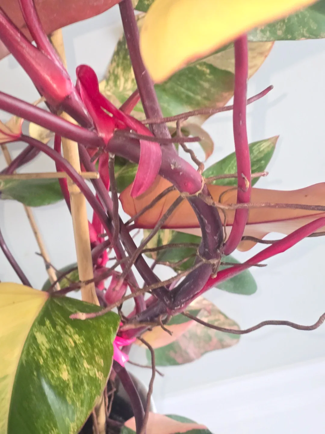 Philodendron  strawberry shake. Multiple plant pot image indicator(3)