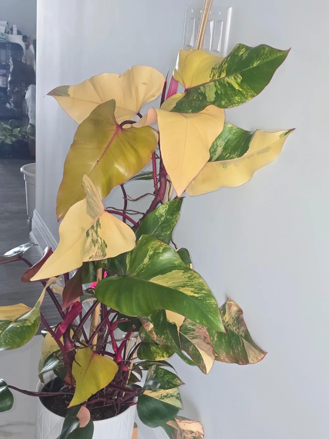 Philodendron  strawberry shake. Multiple plant pot image indicator(4)