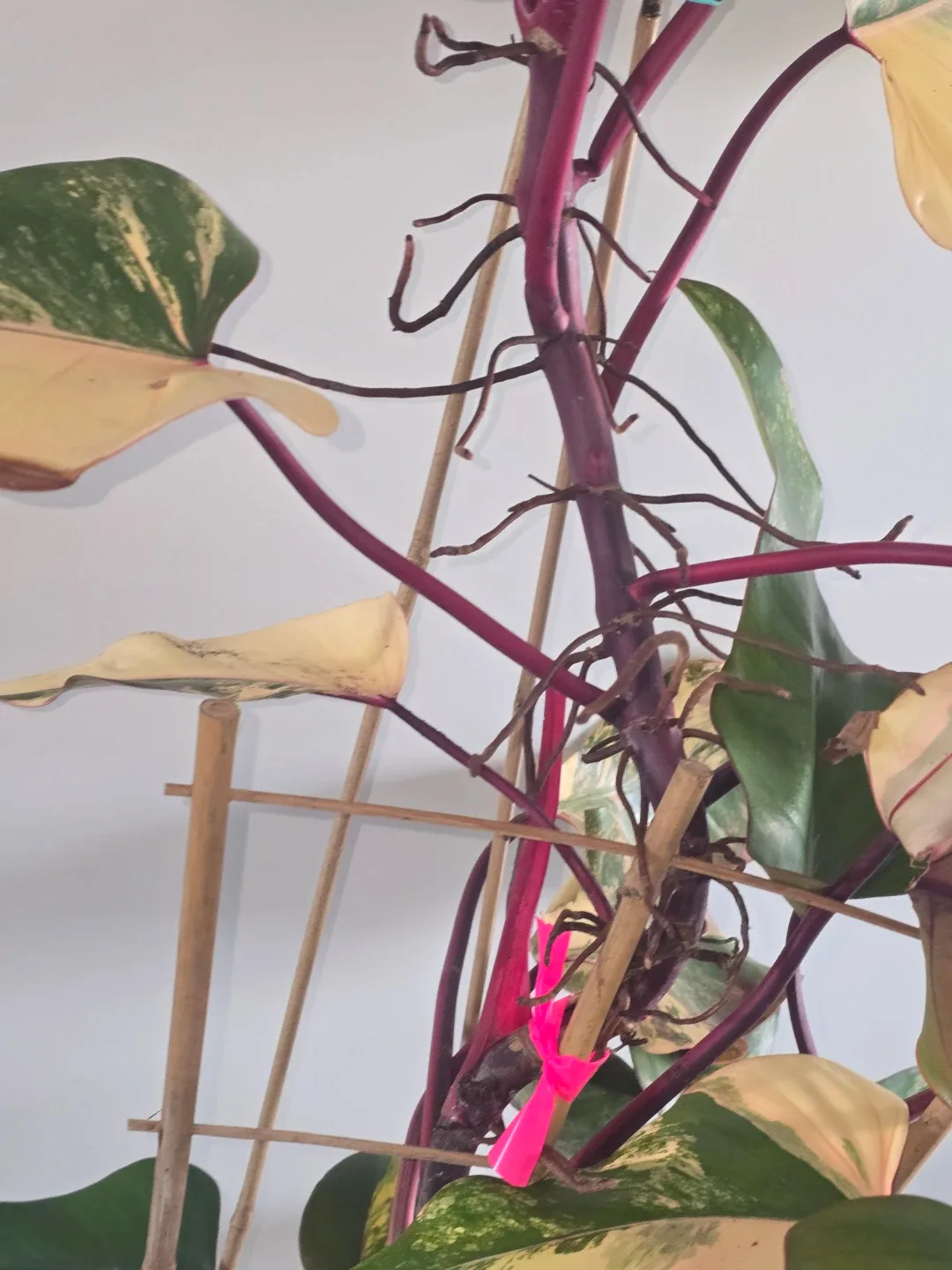 Philodendron  strawberry shake. Multiple plant pot image indicator(6)