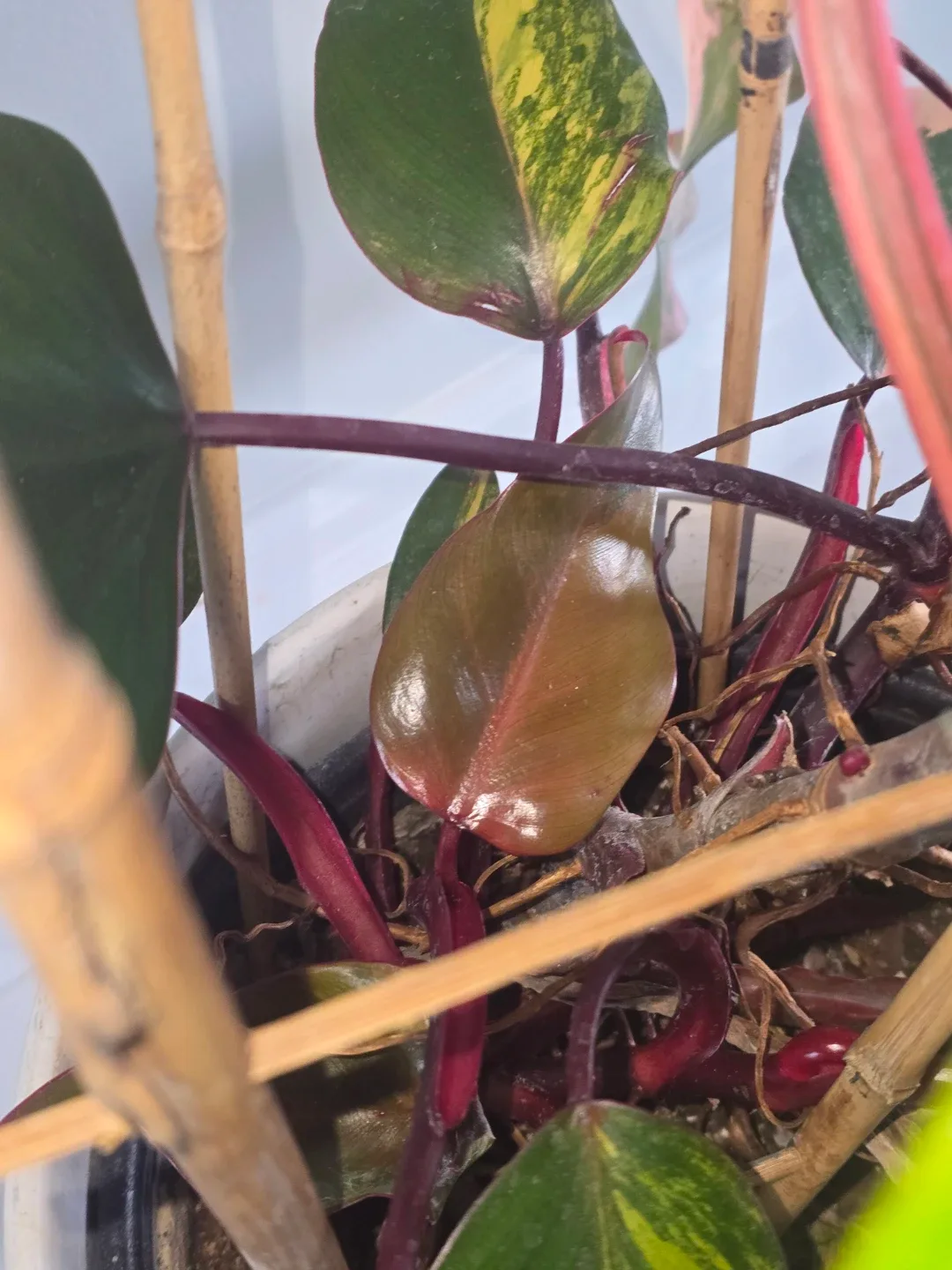 Philodendron  strawberry shake. Multiple plant pot image indicator(8)