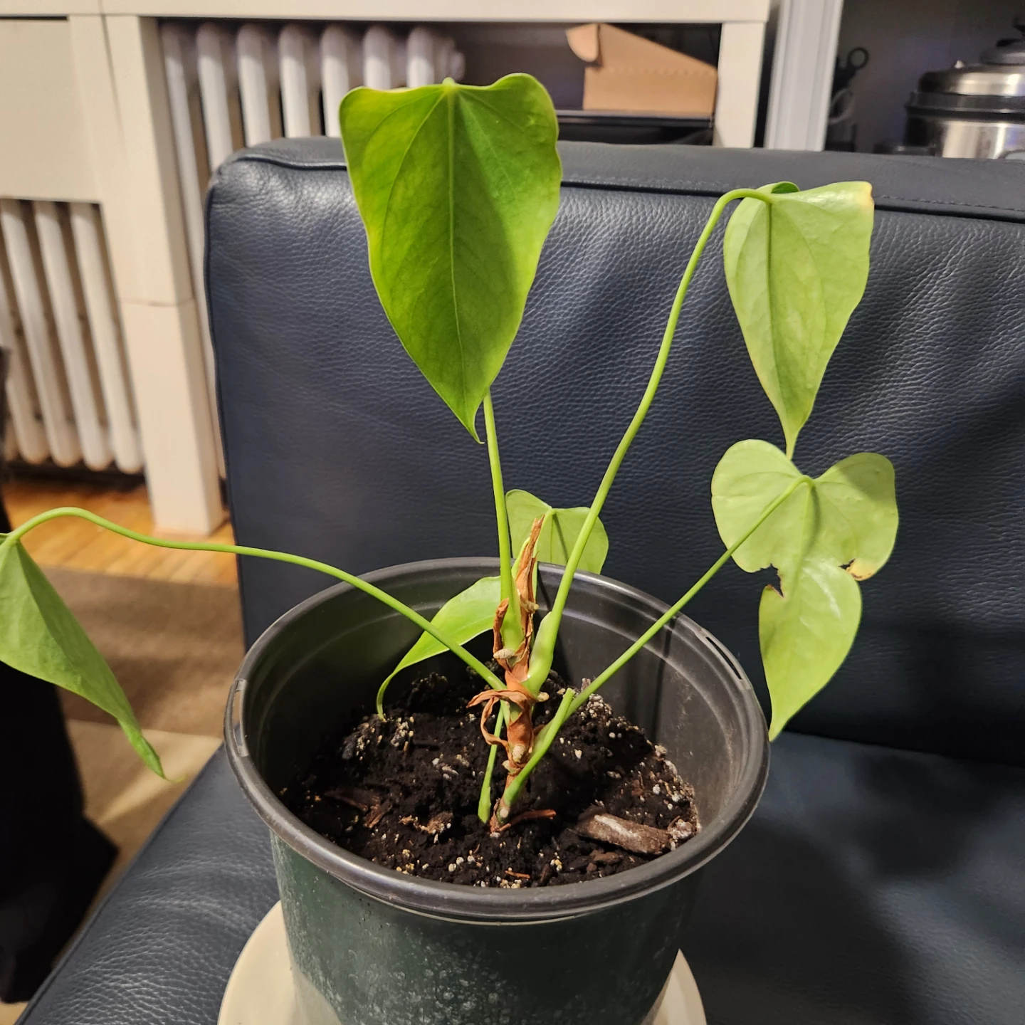 Potted Anthurium Plant - photo 3