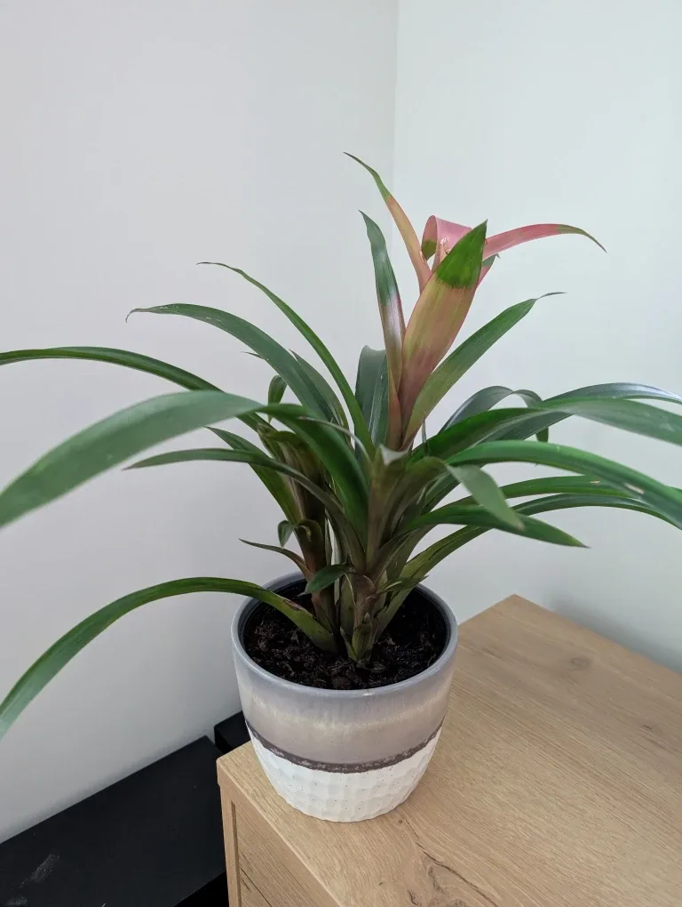 Indoor bromeliad plant