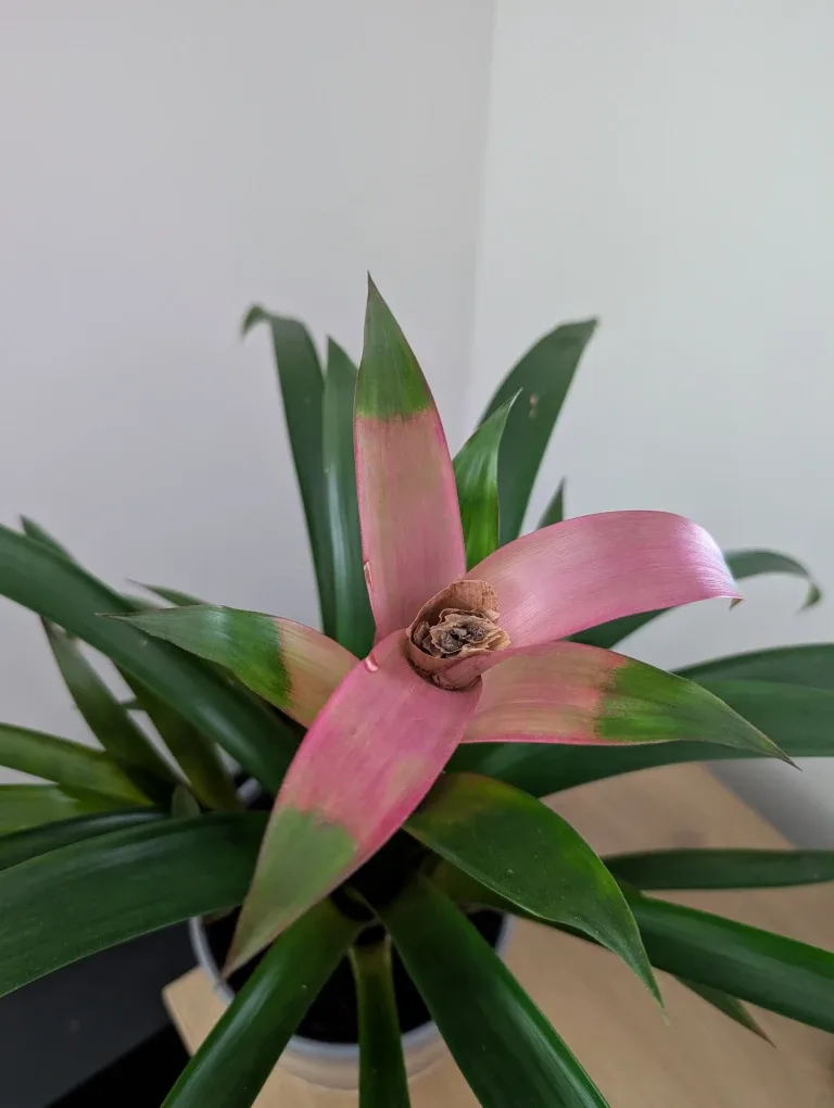 Indoor bromeliad plant image indicator(2)
