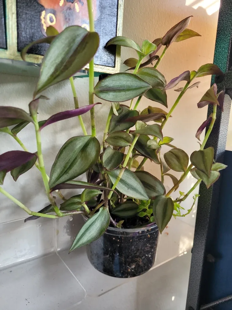 Purple inch Plant image indicator(2)