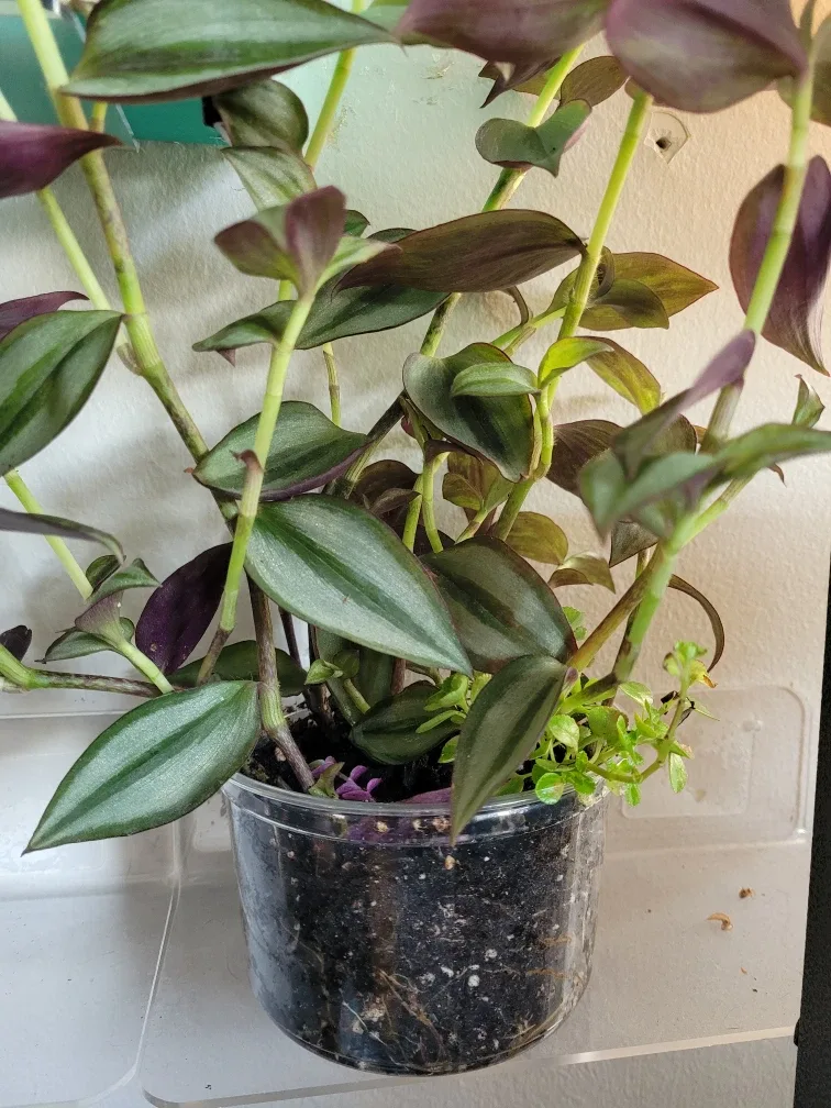 Purple inch Plant image indicator(3)