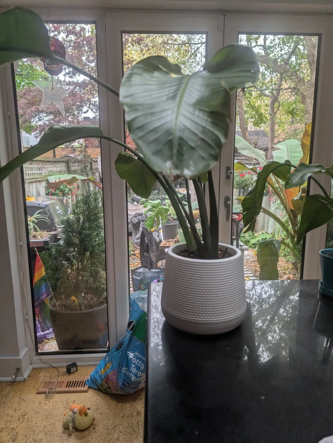 Absolutely gorgeous healthy and organic. grown. Bird of Paradis image indicator(2)