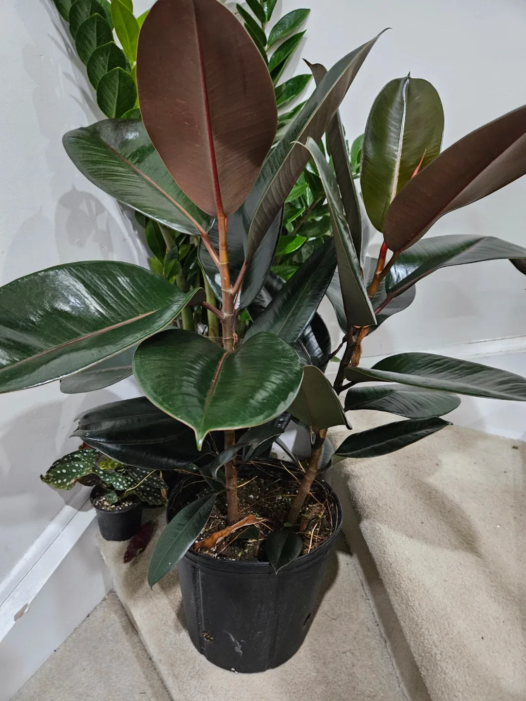 Rubber plant in 10"pot image indicator(7)