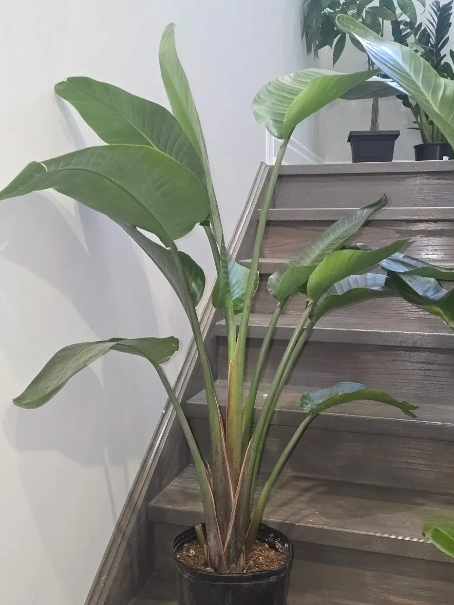 Bird of Paradise  double plant pot image indicator(3)