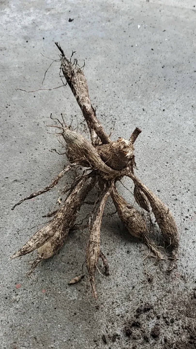Dahlia roots image indicator(2)
