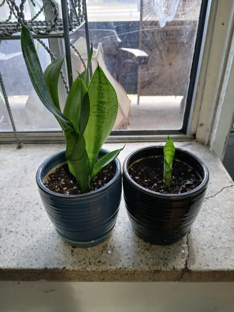 Two potted snake plants image indicator(3)