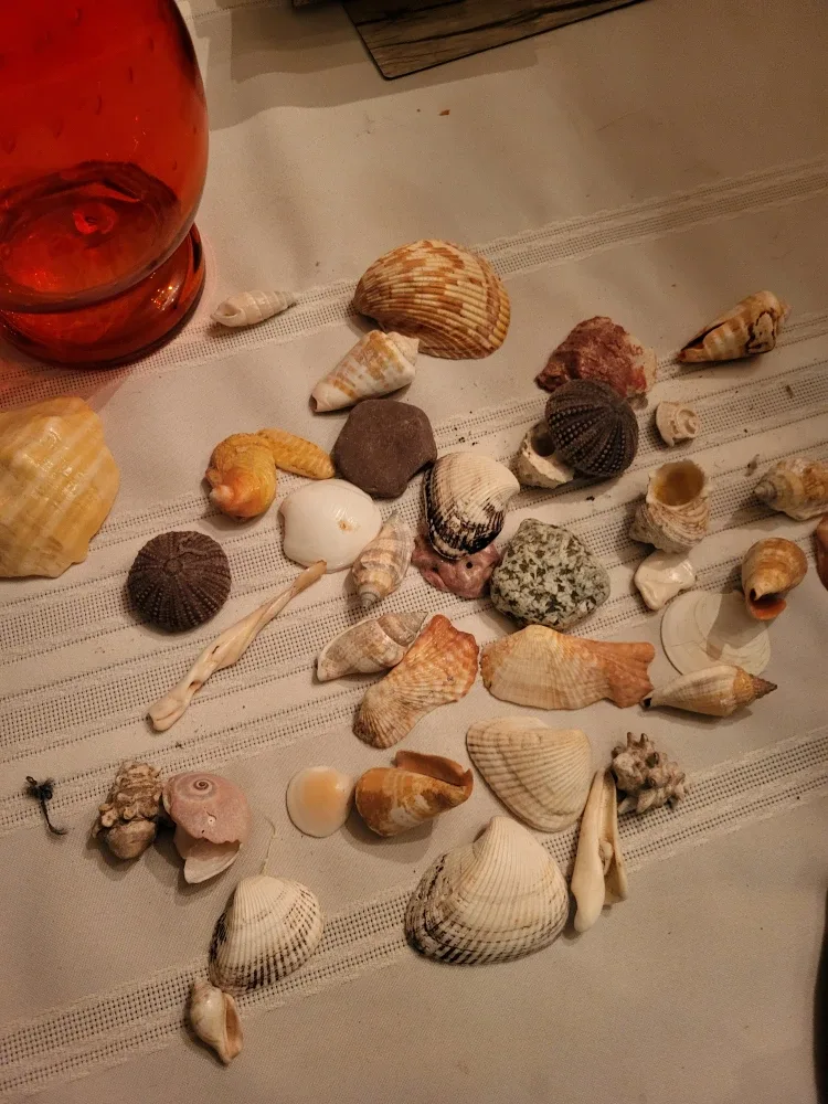 Seashells in Red Glass Vase image indicator(5)