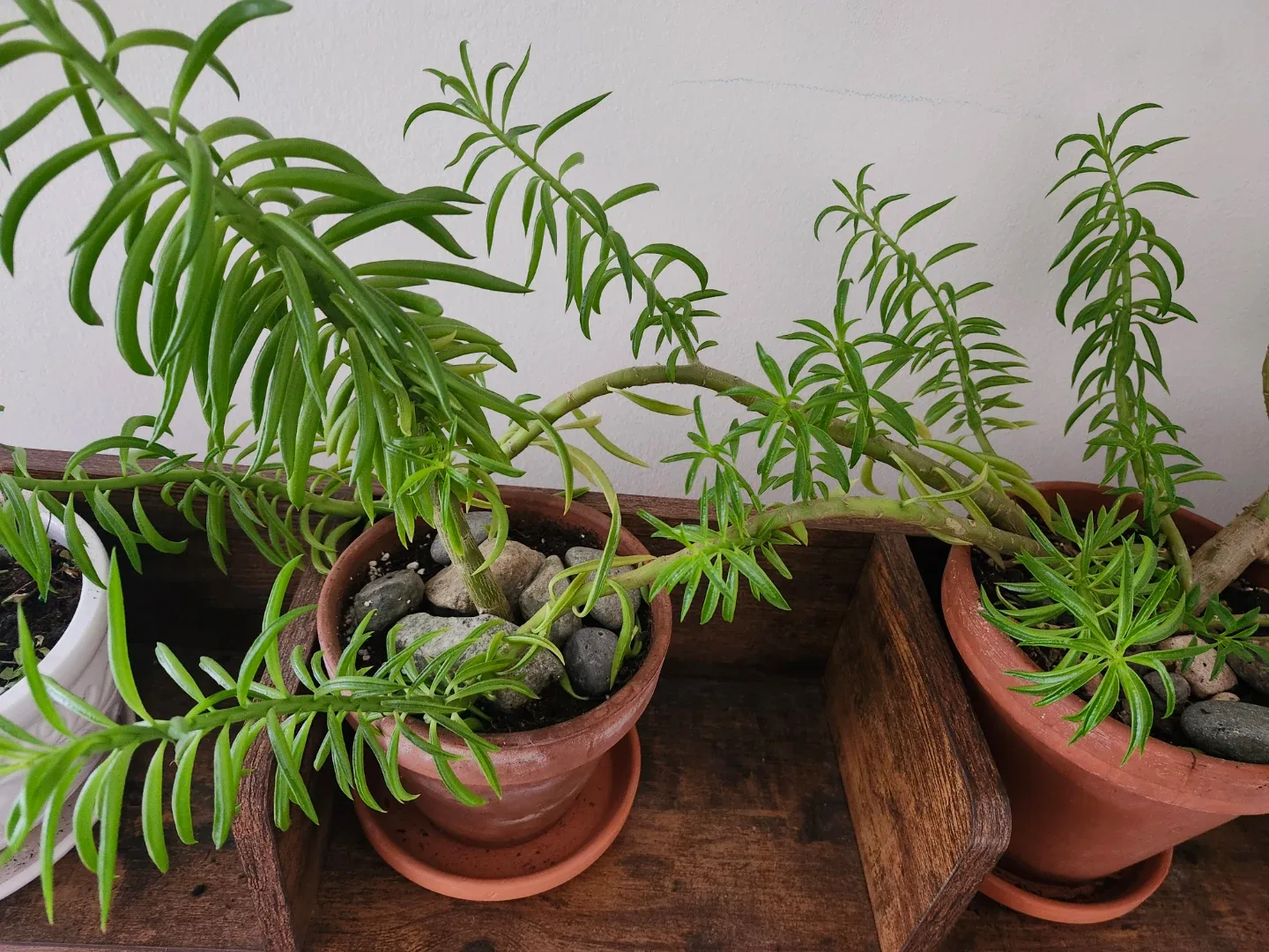 Two "Happy Bean"  Plants with Pots image indicator(2)