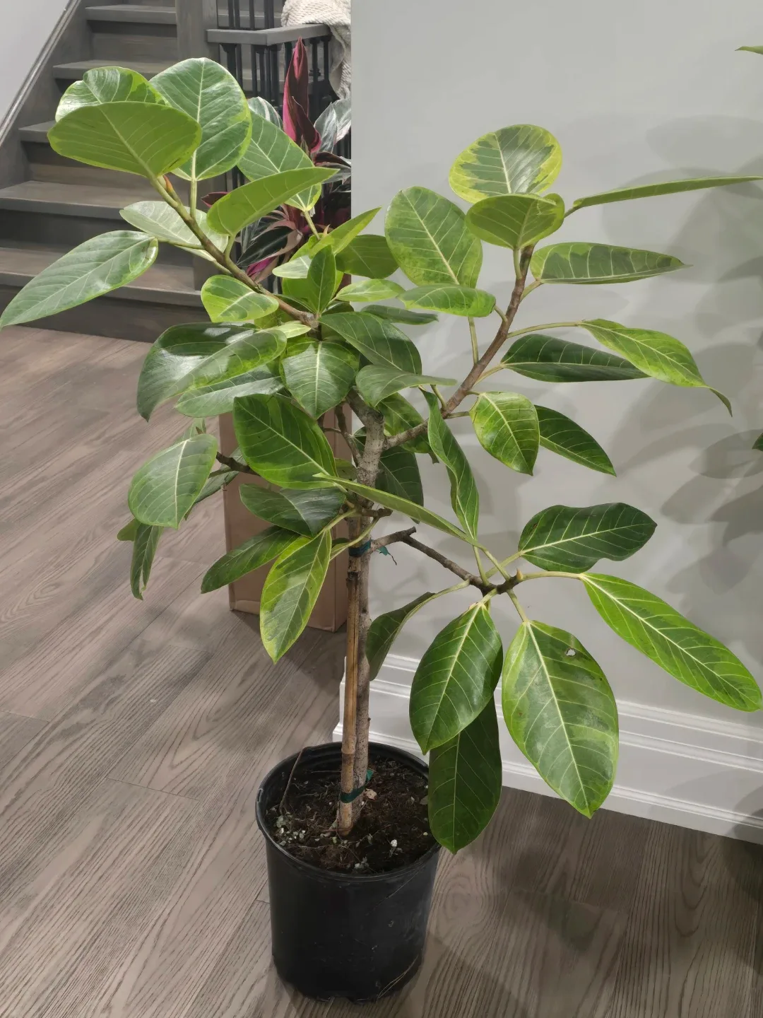 Ficus moonshine standard tree image indicator(2)