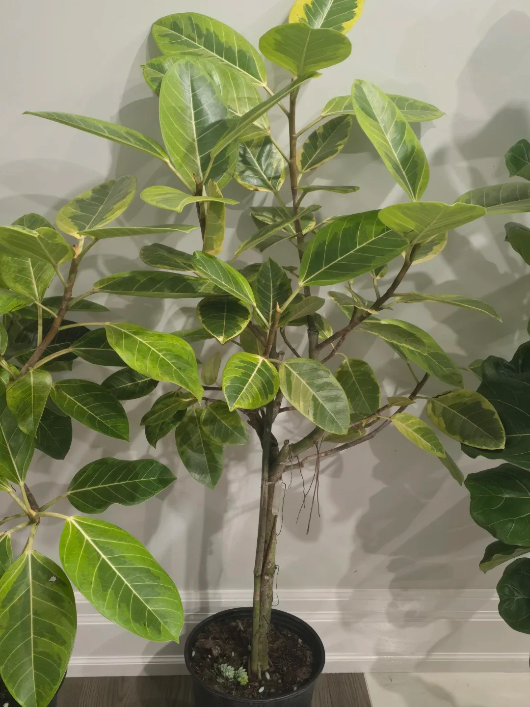 Ficus moonshine standard tree image indicator(4)