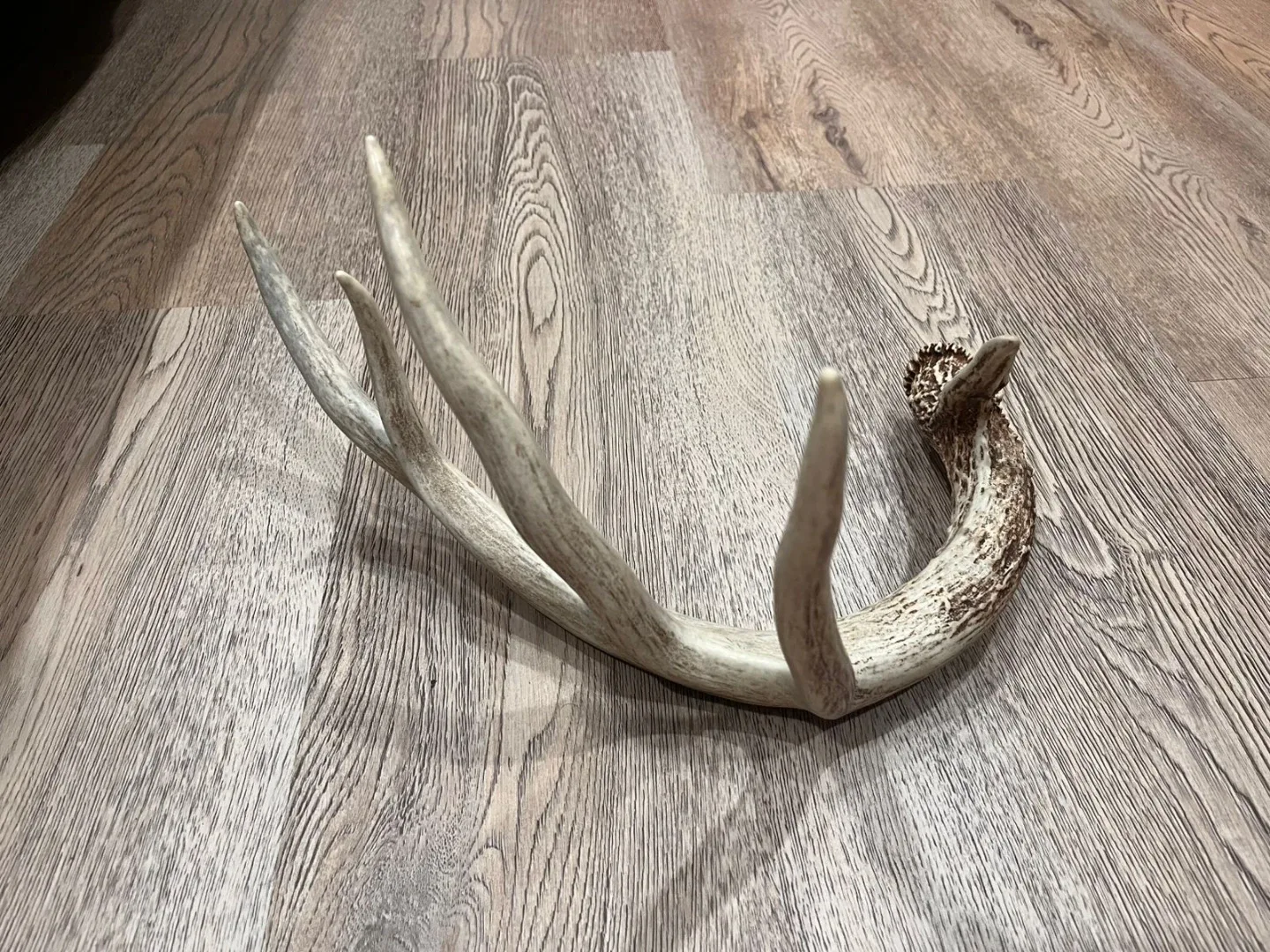 Deer Antler Shed