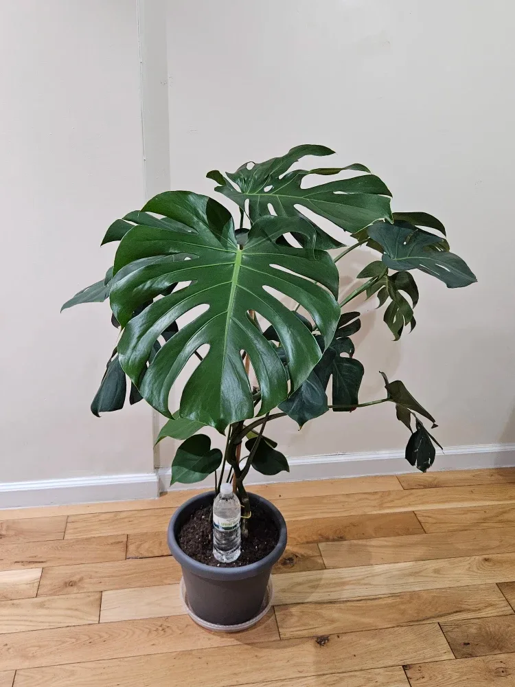 Monstera Plant