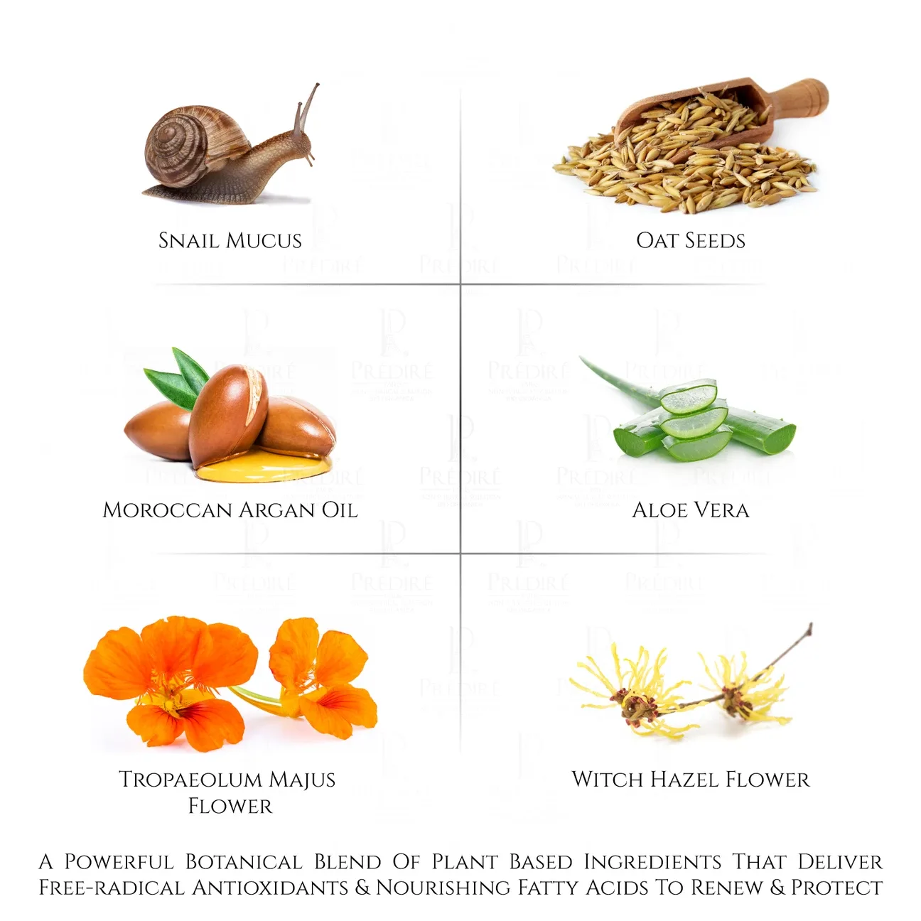 PREDIRE Snail Age Defying Collection image indicator(8)