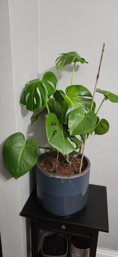 Monstera Plant in  Grey stone Pot. Price not negotiable