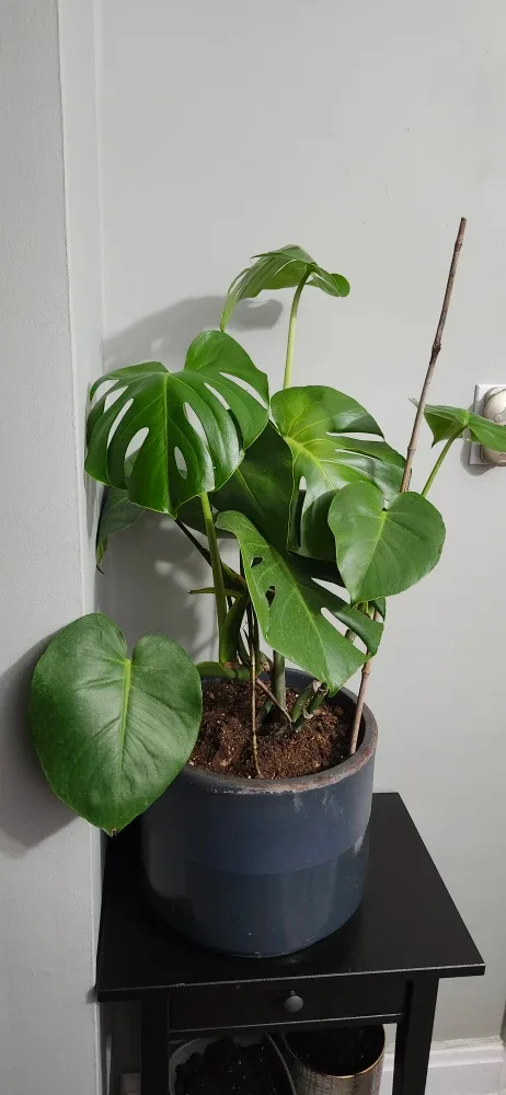 Monstera Plant in  Grey stone Pot. Price not negotiable image indicator(2)