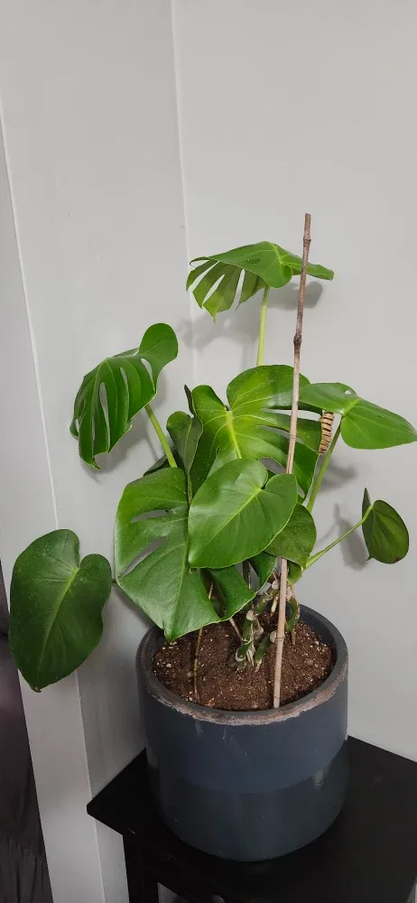 Monstera Plant in  Grey stone Pot. Price not negotiable image indicator(3)