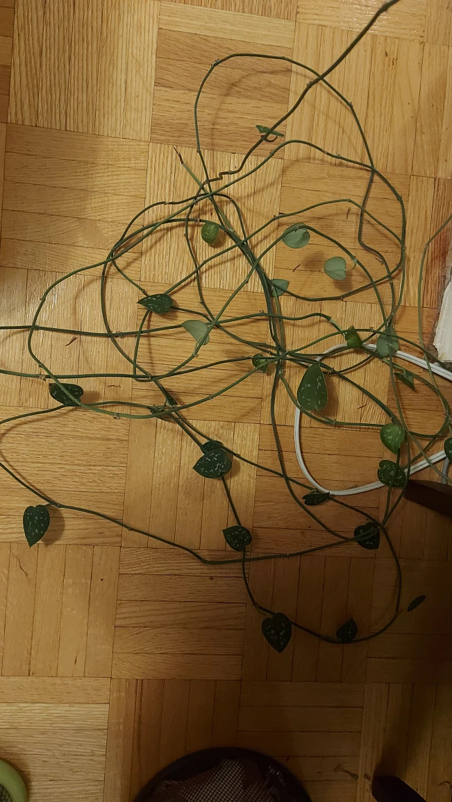 FREE Silver Satin Pothos Plant VINES - photo 4