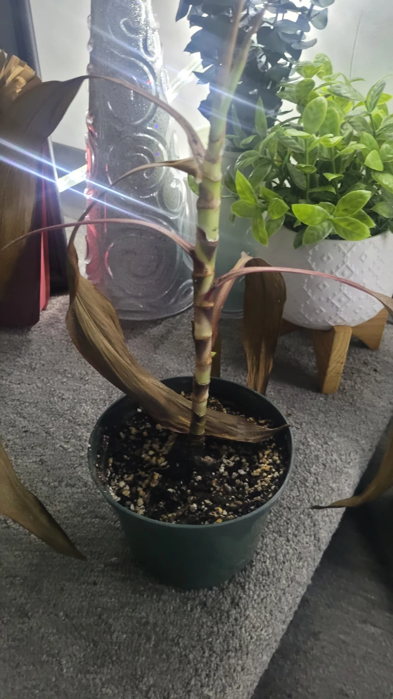 🥕🪴 plant - photo 2